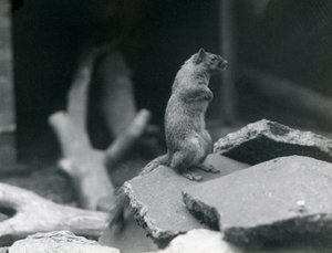Una Ardilla Vulpina o de Zorro posada en rocas en el Zoológico de Londres. Agosto 1916. de Frederick William Bond
